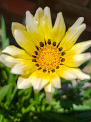 yellow flower in the garden