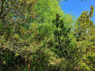 Botanical Oasis A Symphony of Blooming Nature