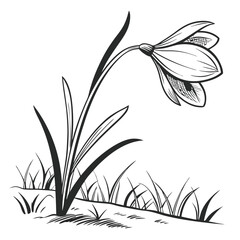 Elegant snowdrop flower with grass in black and white sketch illustration style