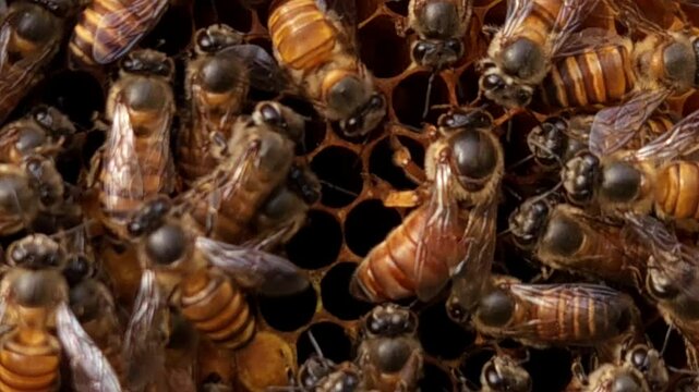 Indian honey bee (Apis cerana indica) colony thrives inside beehive, macro footage of bees working with queen bee. Producing delicious honey&mdash;showcasing the natural beauty and importance of pollination