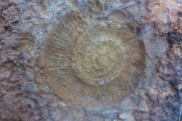 Ammonite Fossil in Rock Cliff Wall behind Methacrylate Plaque, Jurassic Era Remains, Famous Caminito Del Rey Hiking Trail Boardwalk, Andalucia Spain