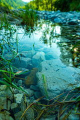 river in the woods tadpoles