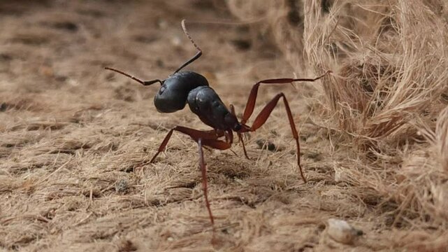 Rare black ant without an abdomen, macro closeup under natural sunlight, its small body and black legs, showcasing the colorful beauty of wildlife and insect fauna in the wild during spring or summer.
