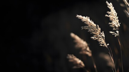 Obraz premium Photograph of slender grasses illuminated with warm light against a dark background.