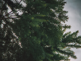 Dense Evergreen Canopy Against Overcast Sky, Textured Greenery, Natural Background