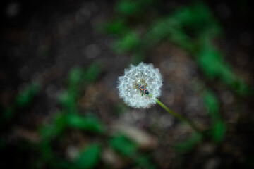Dandelion and Insect in Contrast