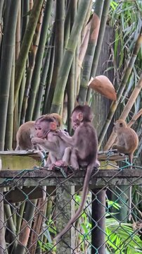 Vertical video of adorable Asian baby macaques playing and interacting in a lush tropical forest reserve. The young monkeys exhibit natural behavior, grooming and exploring their surroundings in a pro