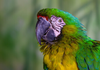 Blue and Yellow Macaw perched on a branch in the tropical jungles of Costa Rica