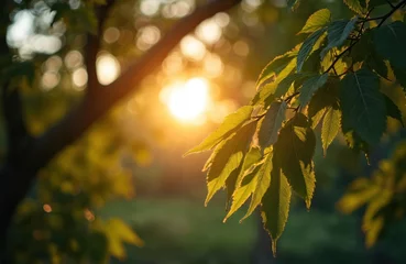 Fototapete Rund Sun shines through green leaves. Nature scene with lens flare. Sun illuminates green foliage, creates warm feeling. Sunlit leaves tree branch at sunset. Peaceful, relaxing eco scene. © Pete