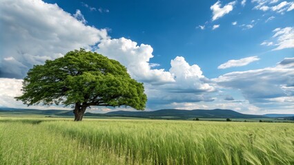 Fototapeta premium Lone Tree in Green Field under Blue Sky with Puffy Clouds, landscape photography, nature Landscape Photography, Nature Photography