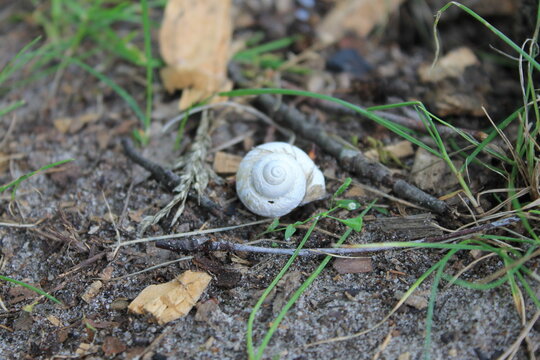 snail on a leaf