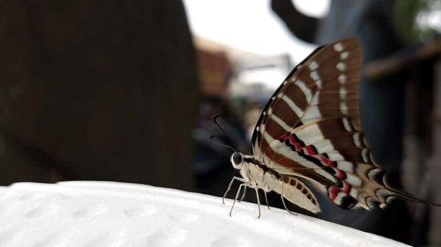 Beautiful Indian spot swordtail Butterfly, Shot In India