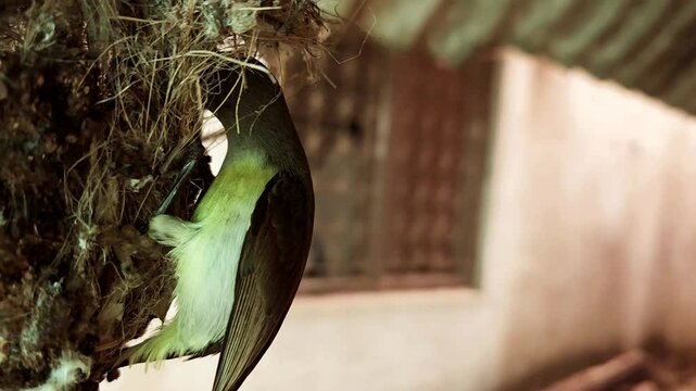 Indian sunbird busy building a pendulum-shaped hanging nest, set against a beautiful natural blurred background. single Bird Nesting, Slow Motion Footage