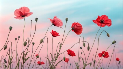 Obraz premium Pink Sunset Poppies Floral Composition, Soft Pastel Colors, Nature Concept, Poppy Field Poppy, Flowers, Nature