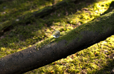 Moss-covered tree trunk in a vibrant forest, surrounded by lush greenery. Sunlight filters through