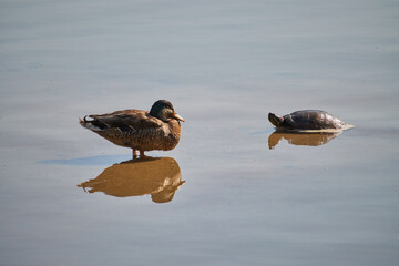 a duck and a turtle standing in shallow water facing eachother, with their reflections perfectly rendered by the still, glassy water underneath