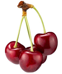 branch with sweet cherries isolated on a white background