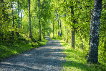 road in the forest