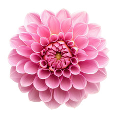 Fototapeta premium Vibrant pink dahlia flower showcasing intricate petal design against a plain Transparent background, Pink Dahlia Flower isolated on PNG background