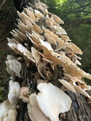 white wild mushrooms growing on fallen log in lush forest