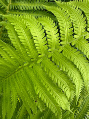 Green Fern Closeup
