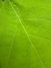 Close-up of a tree leaf