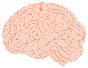 解剖学的に正しい人間の脳のイラスト（色分け）