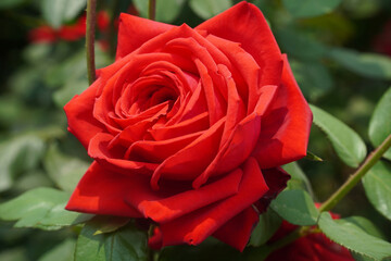a luxurious rose