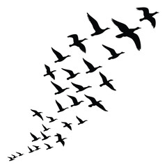 Obraz premium Silhouette of Flying Birds in the Sky