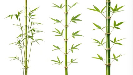 Fototapeta premium Triple Bamboo Stems Vertical Composition, Green Foliage, Nature Concept, Bamboo Plant Bamboo, Nature photography