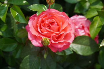 a luxurious rose