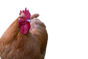 Close-Up han with Red Comb Isolated. A vibrant, close-up shot of a rooster with striking orange-brown feathers and a prominent red comb, isolated on a clean white background. This professional an
