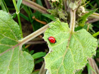 ladybird on a leaf