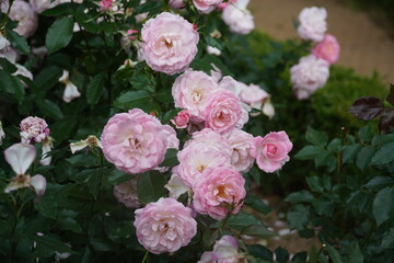 The impact of pink roses
