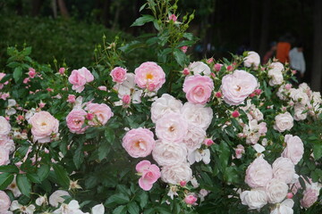 The impact of pink roses