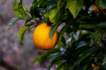 Organic Orange Fruit in Portugal Countryside
