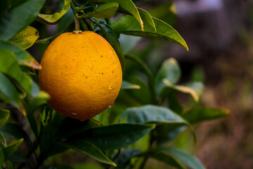 Organic Orange Fruit in Portugal Countryside