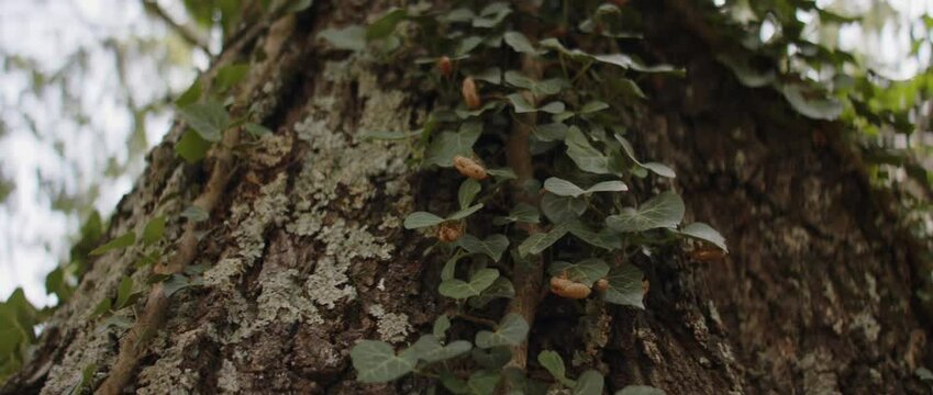 Tree bark and ivy vine details