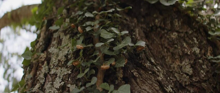 Tree bark and ivy vine details