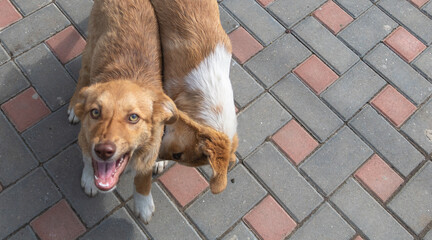 A view from above shows a happy dog with an open mouth standing on the street