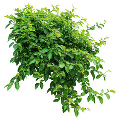 Obraz premium Bush with vibrant green leaves isolated on white background showcasing natural beauty, Isolated image a bush with beautiful leaves on a white background