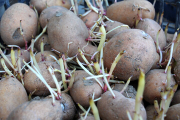 Sprouted seed potatoes with sprouts