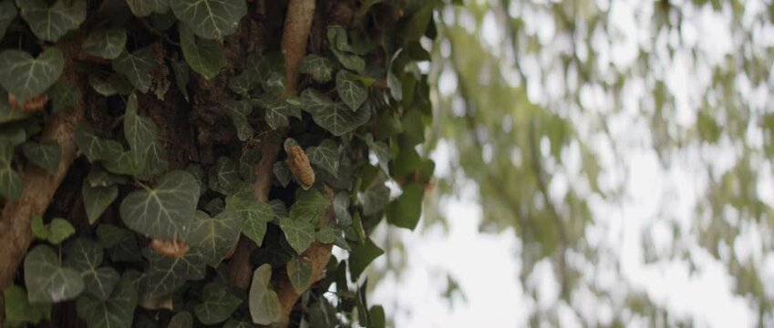 Tree bark and ivy vine details