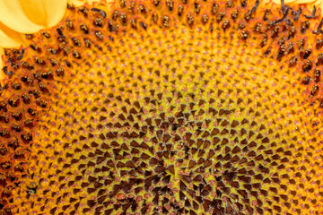 part of a beautiful sunflower flower