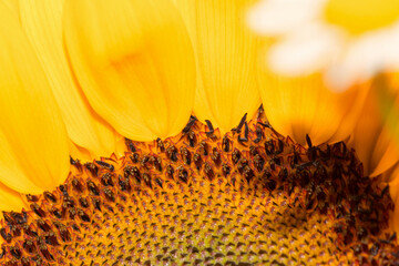 part of a beautiful sunflower flower