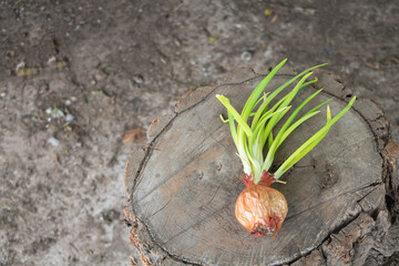 Onion sprouts growing on a tree stump, with a top-down view. This concept provides copy space for vegetable garden