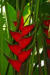 Heliconia tortuosa flower in Costa Rica