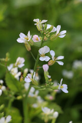 Radishes bloom in nature
