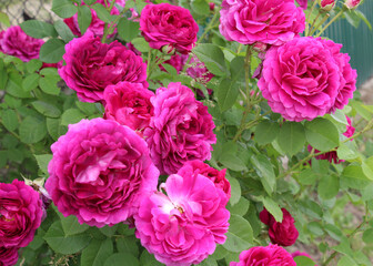 A tea rose (Rosa odorata) bush blooms in nature