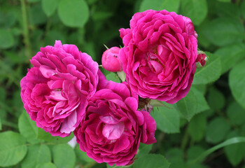 A tea rose (Rosa odorata) bush blooms in nature